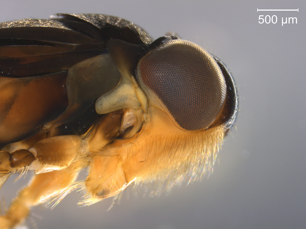 Glaenocorisa propinqua